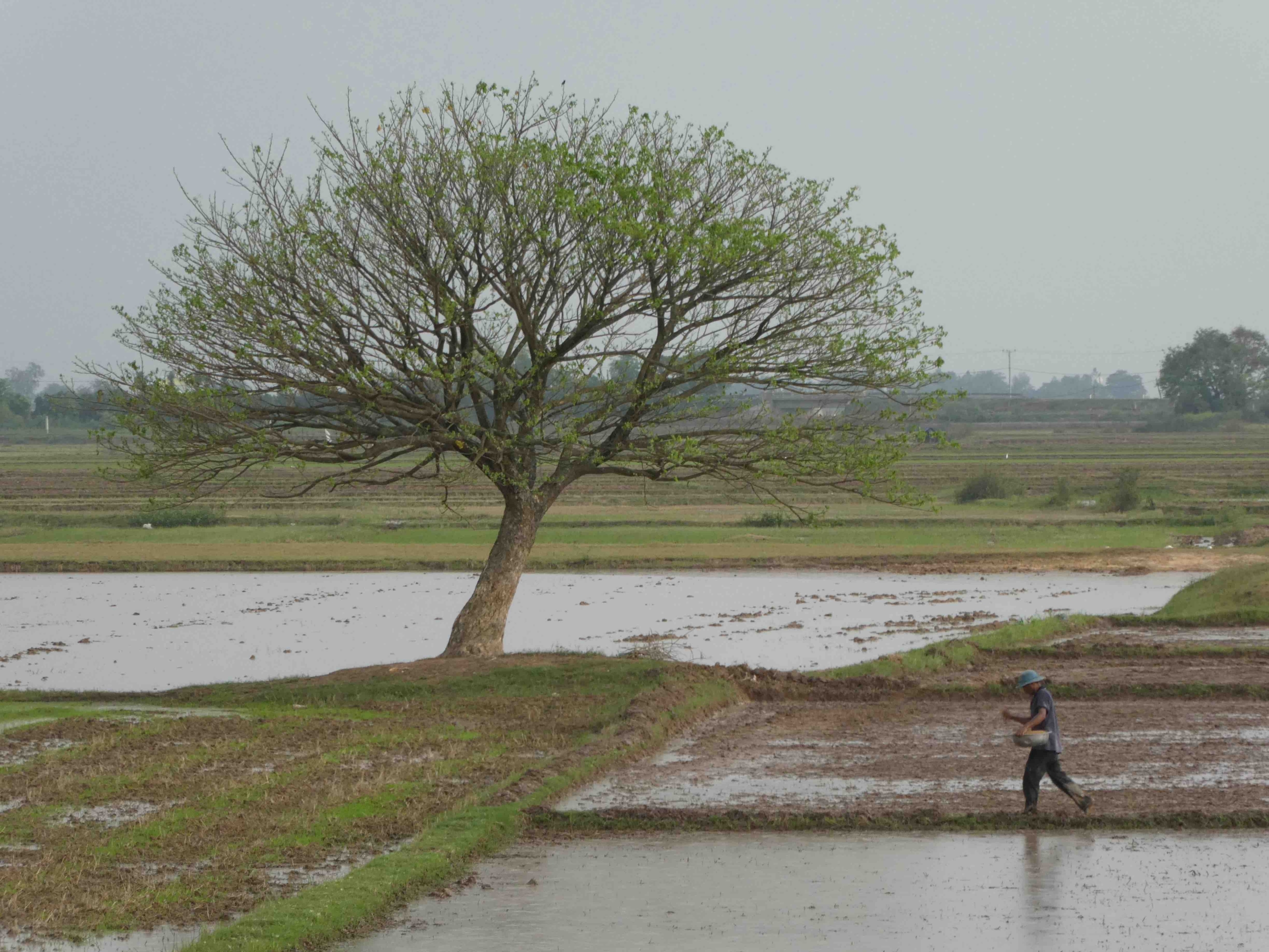Cambodge&nbsp;: comprendre les transformations des systèmes irrigués pour accompagner la transition agroécologique
