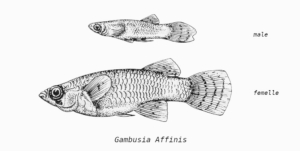 Gambusia affinis male et femelle